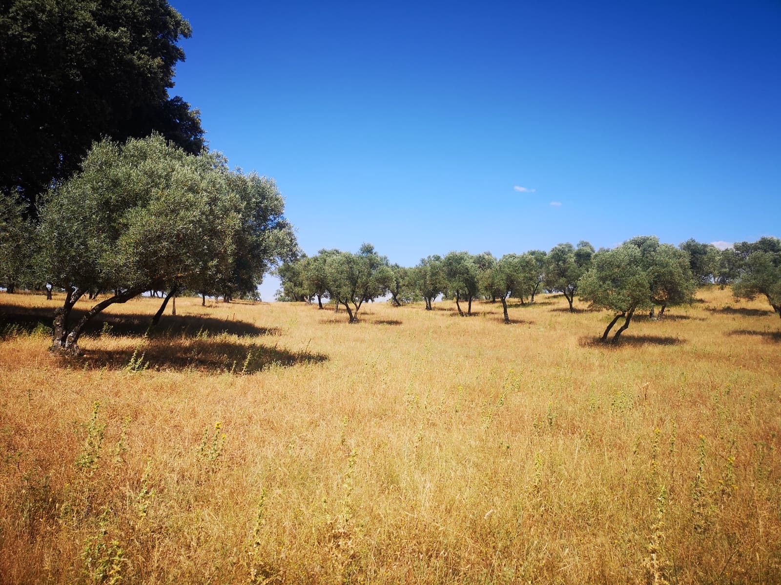 5 soverom Finca/Herregård til salgs i Ronda - € 798 000 (Ref: 6982501)