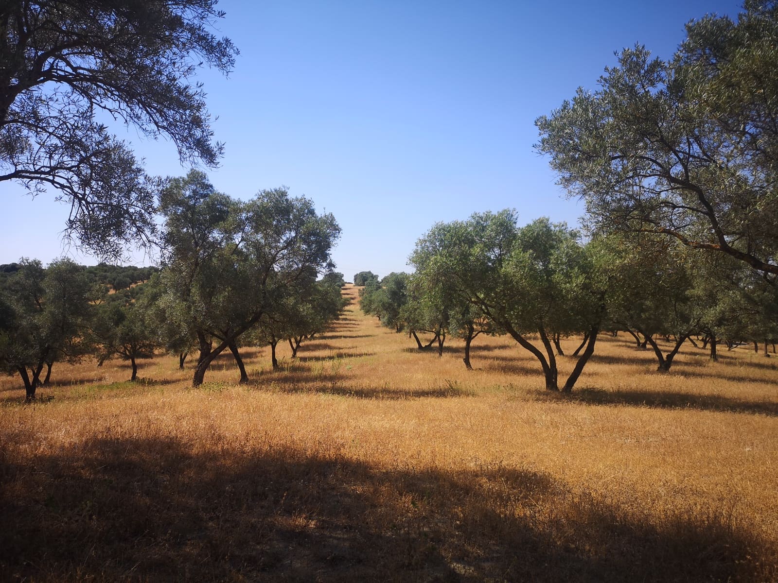 5 soverom Finca/Herregård til salgs i Ronda - € 798 000 (Ref: 6982501)