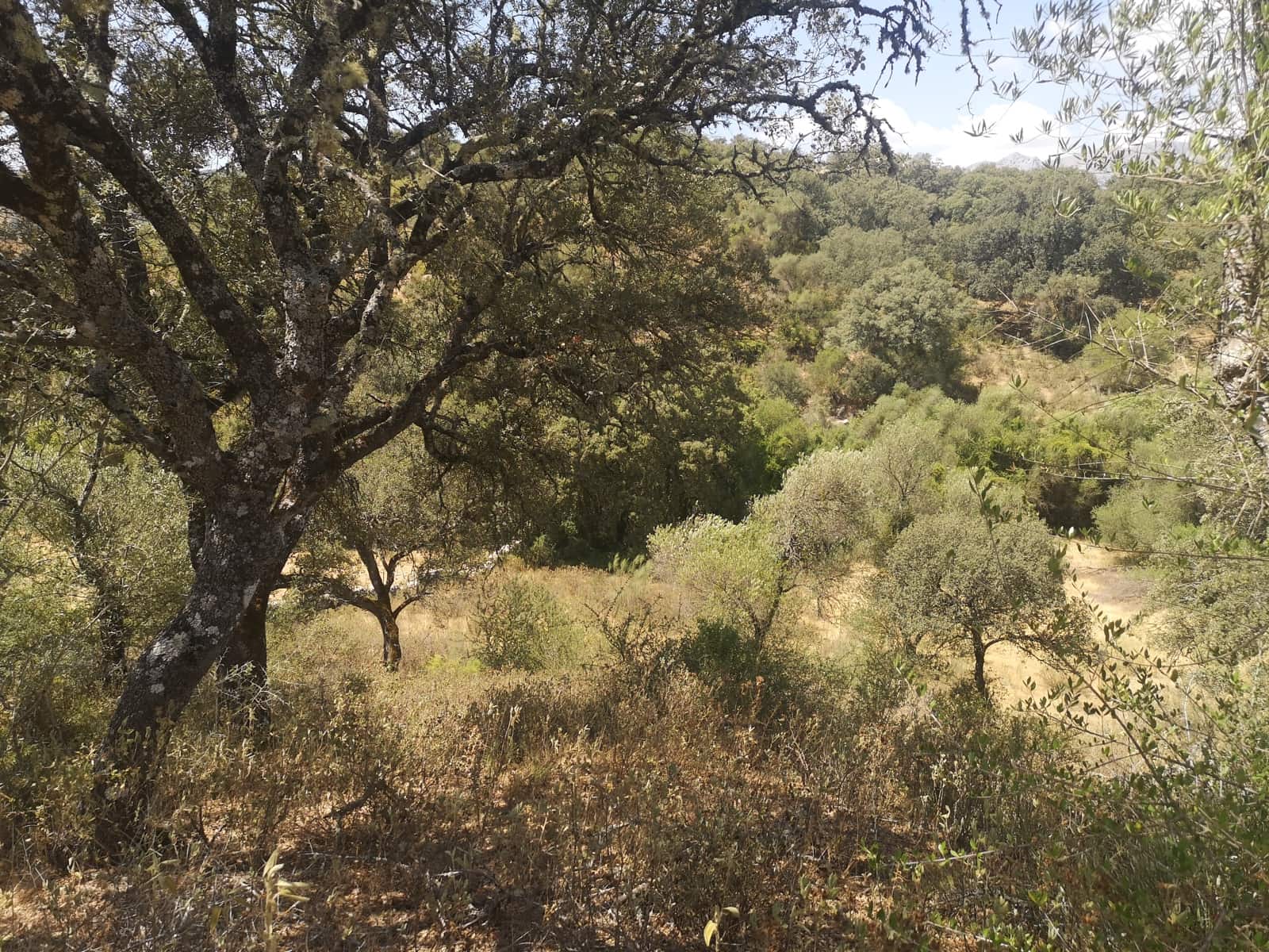 Finca/Maison de Campagne à vendre à Algatocin - 180 000 € (Ref: 7296043)