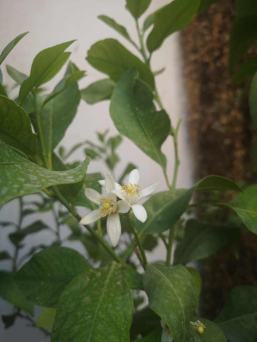 Finca/Maison de Campagne à vendre à Algatocin - 180 000 € (Ref: 7296043)