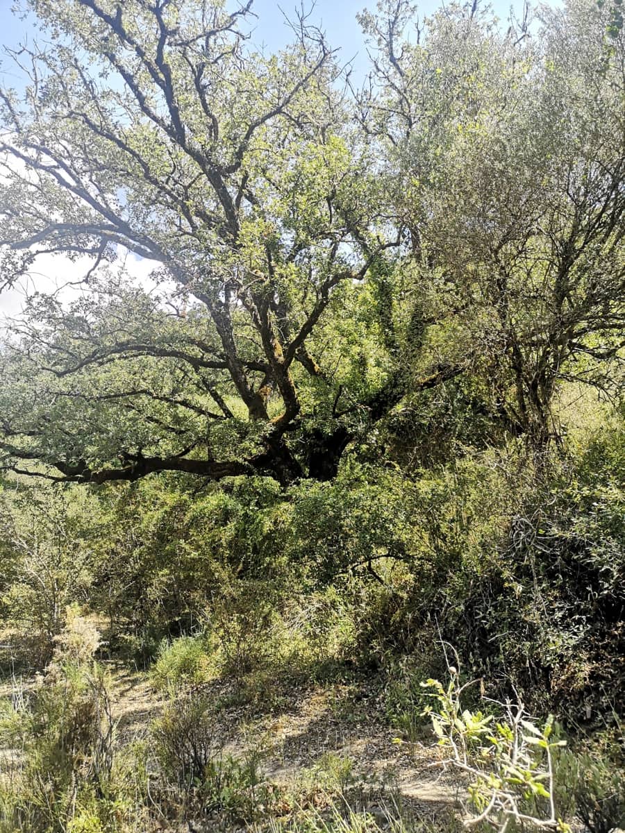 Finca/Maison de Campagne à vendre à Algatocin - 180 000 € (Ref: 7296043)