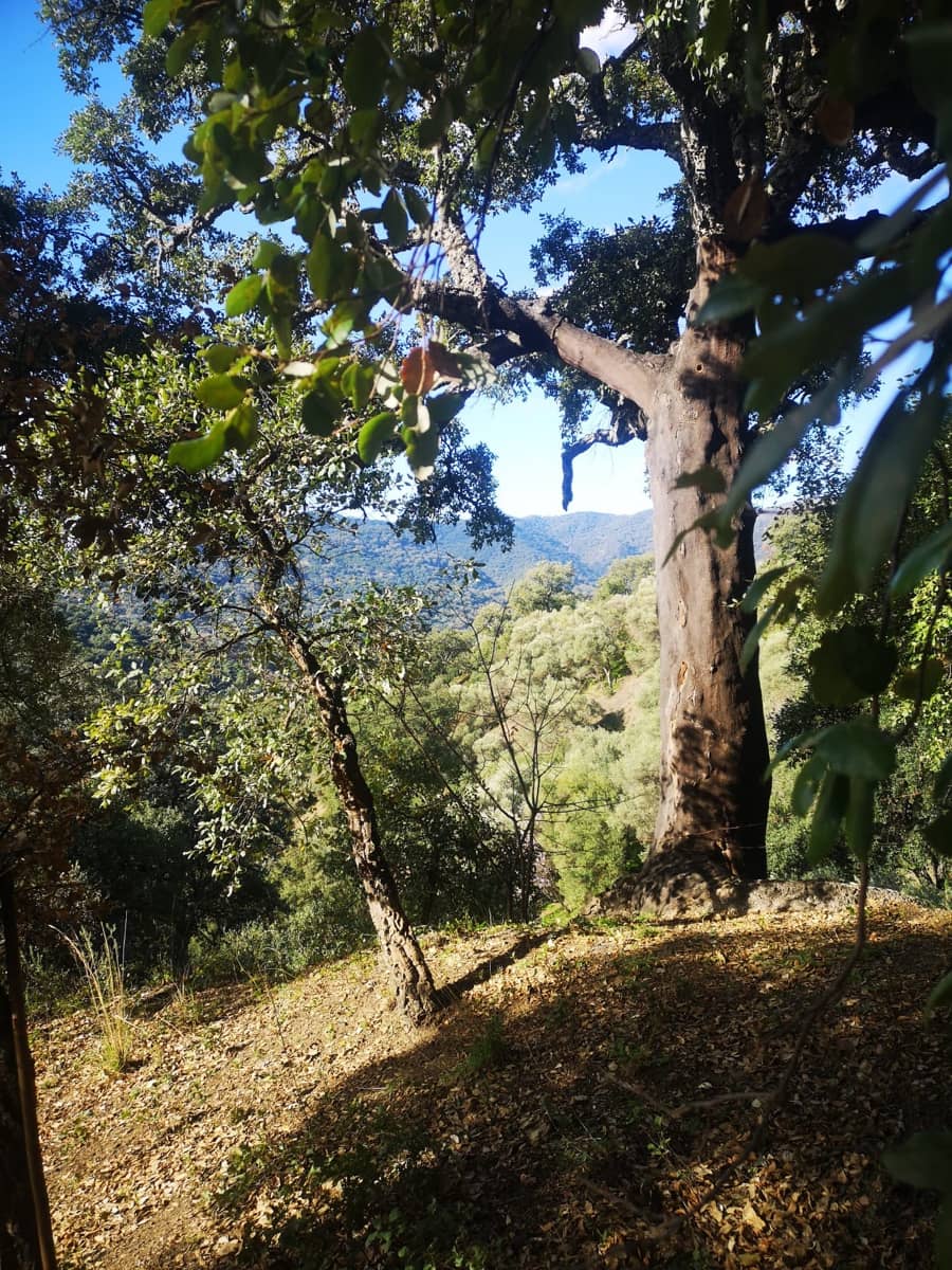 Finca/Herregård til salgs i Genalguacil - € 280 000 (Ref: 7372012)