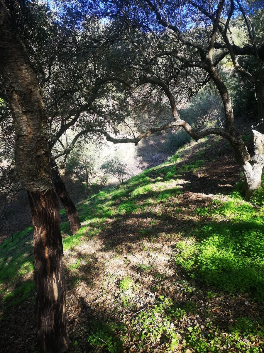 Finca/Herregård til salgs i Genalguacil - € 280 000 (Ref: 7372012)