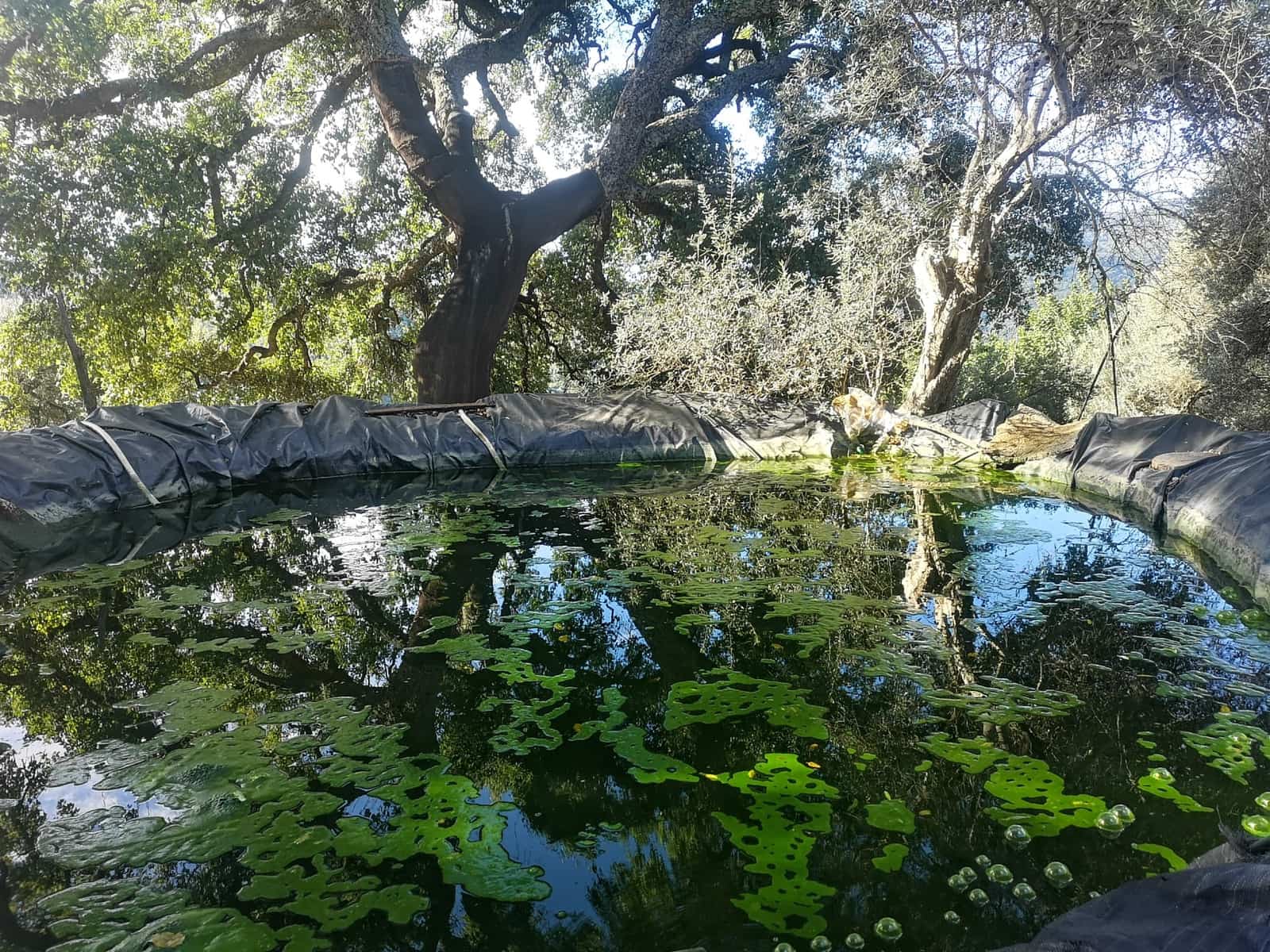 Finca/Herregård til salgs i Genalguacil - € 280 000 (Ref: 7372012)