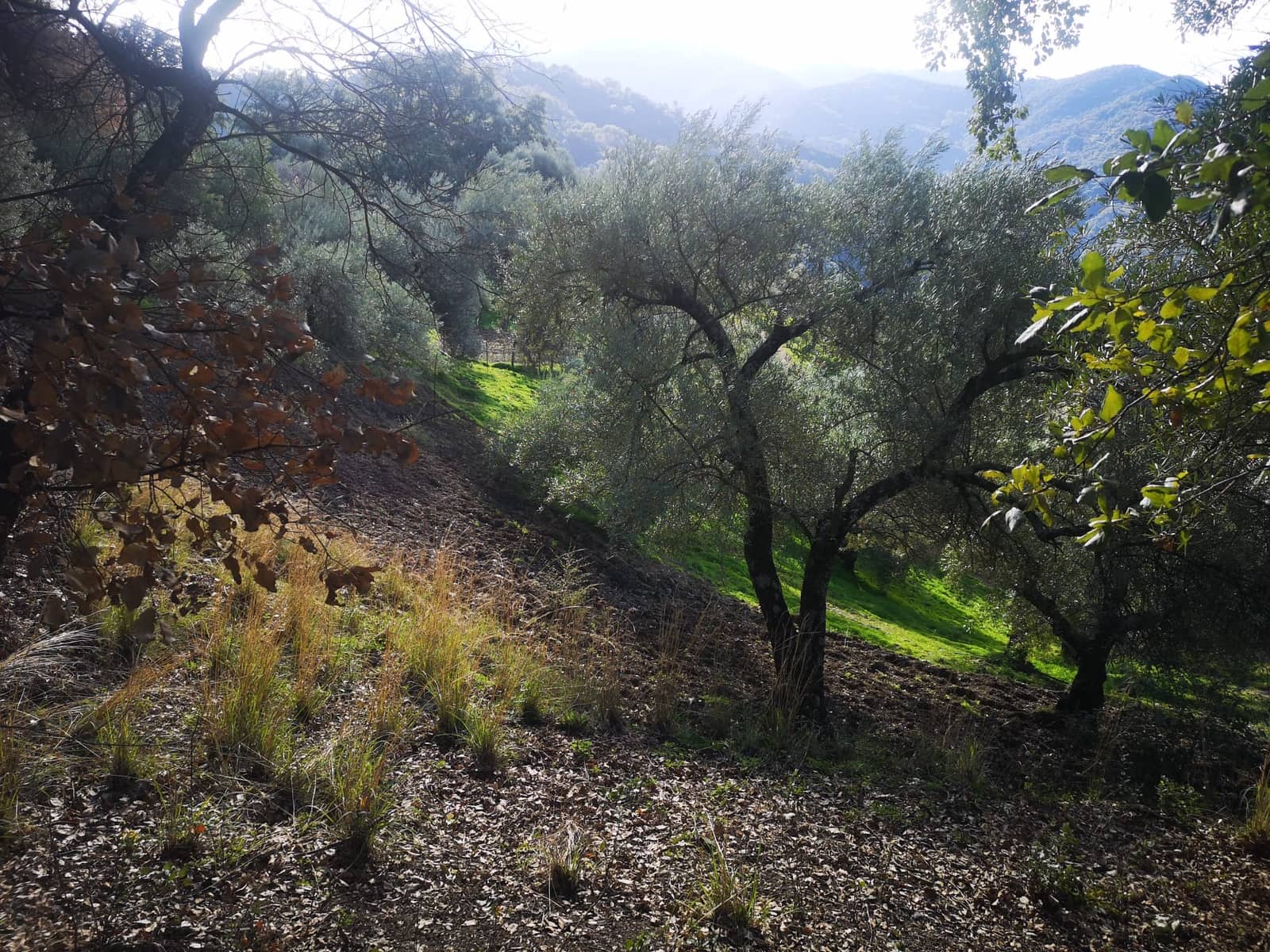 Finca/Herregård til salgs i Genalguacil - € 280 000 (Ref: 7372012)