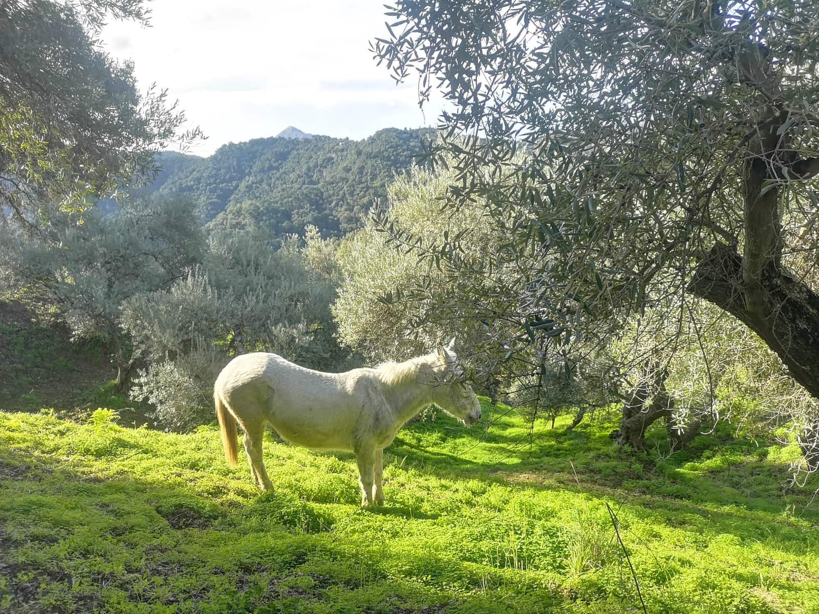 Finca/Herregård til salgs i Genalguacil - € 280 000 (Ref: 7372012)