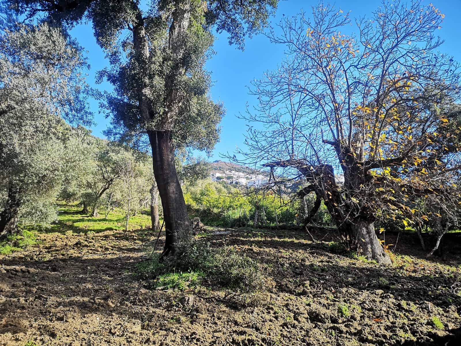 Finca/Herregård til salgs i Genalguacil - € 280 000 (Ref: 7372012)