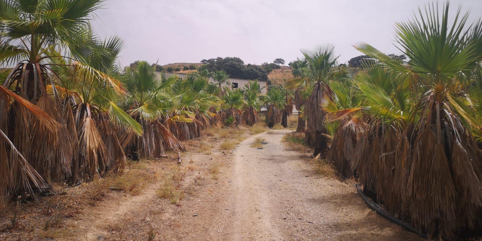 Grunde uden byggetilladelser til salg i Canete la Real - € 500.000 (Ref: 8470669)