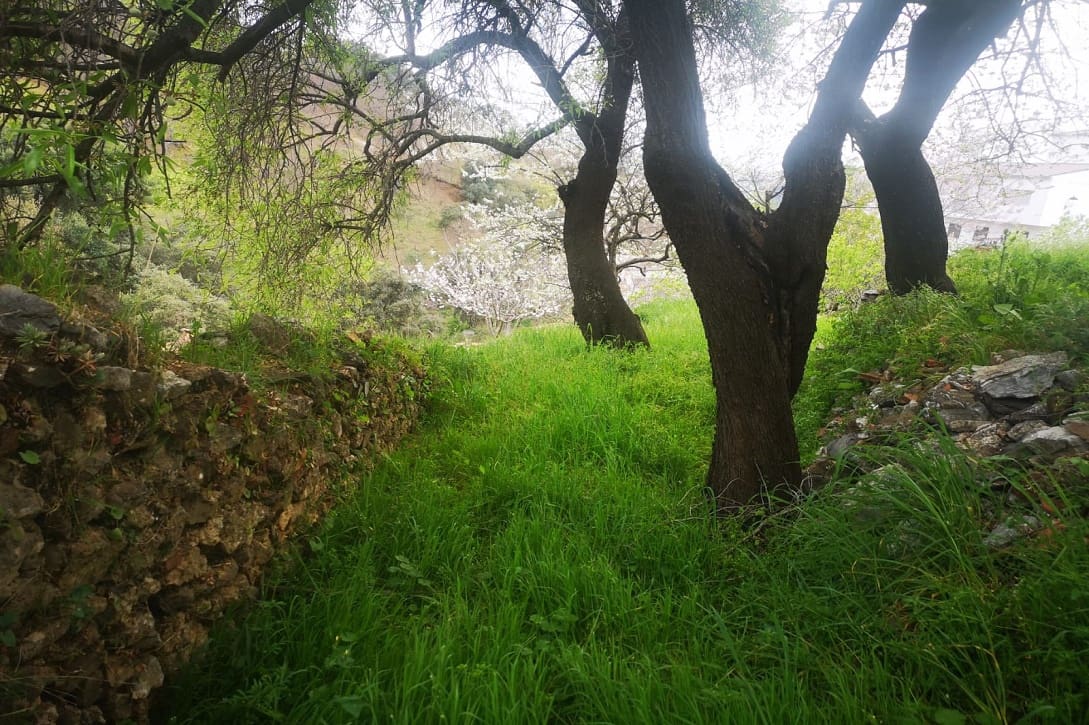 5 bedroom Finca/Country House for sale in Farajan with pool - € 290,000 (Ref: 8489401)