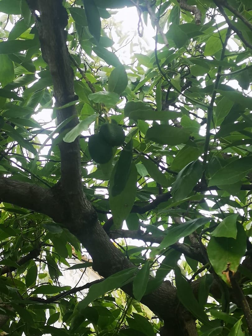 5 bedroom Finca/Country House for sale in Farajan with pool - € 290,000 (Ref: 8489401)