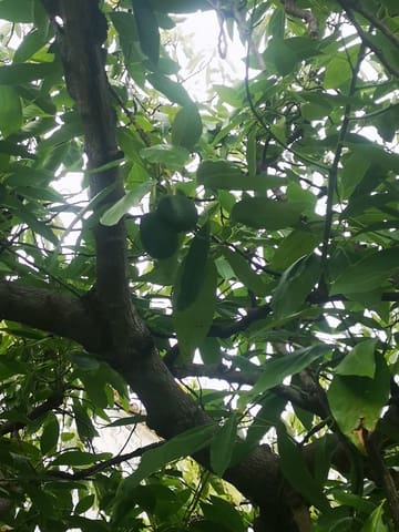 5 makuuhuone Maalaistalo myytävänä paikassa Faraján mukana uima-altaan - 290 000 € (Ref: 8489401)