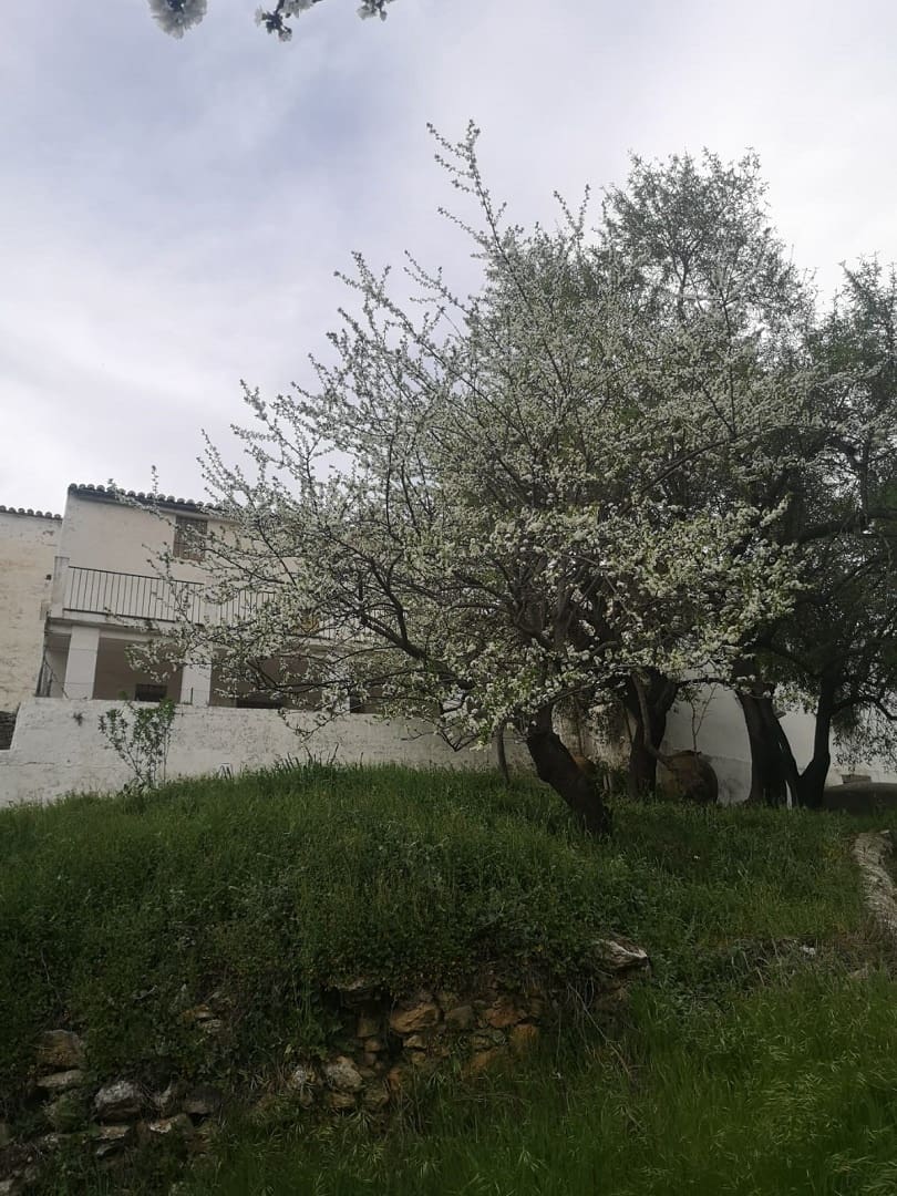 5 bedroom Finca/Country House for sale in Farajan with pool - € 290,000 (Ref: 8489401)