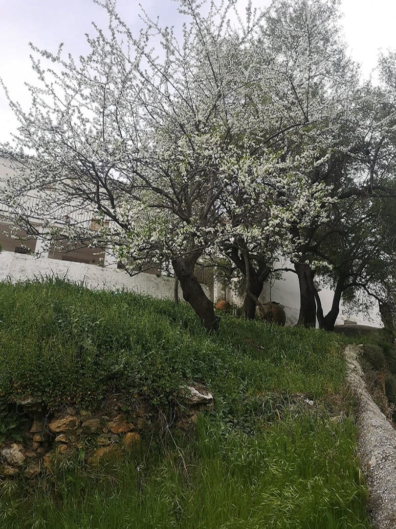 5 bedroom Finca/Country House for sale in Farajan with pool - € 290,000 (Ref: 8489401)