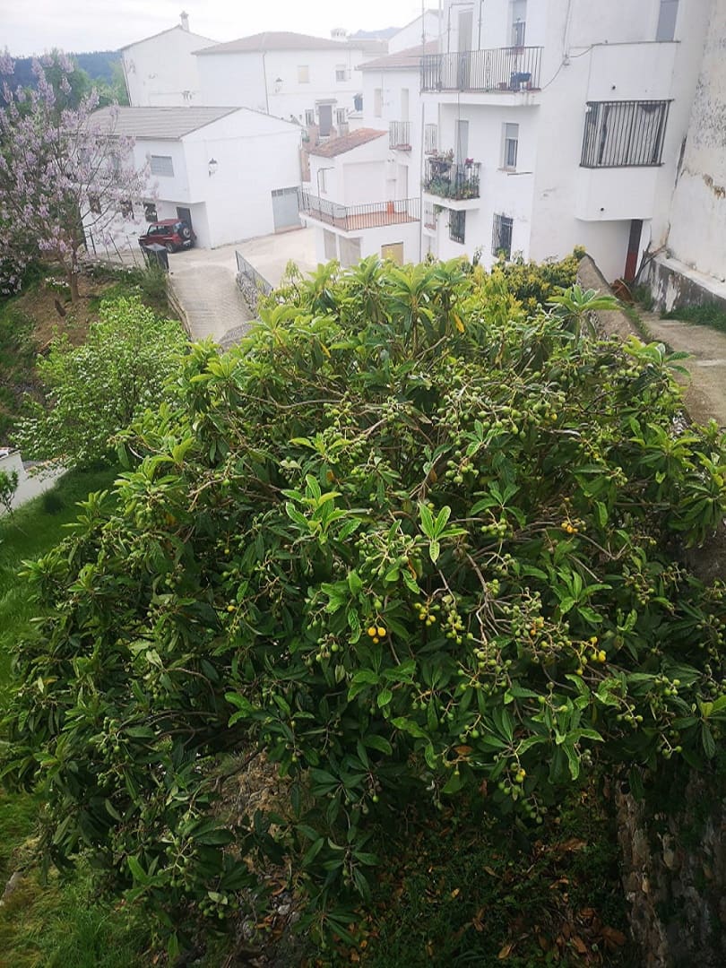 5 bedroom Finca/Country House for sale in Farajan with pool - € 290,000 (Ref: 8489401)