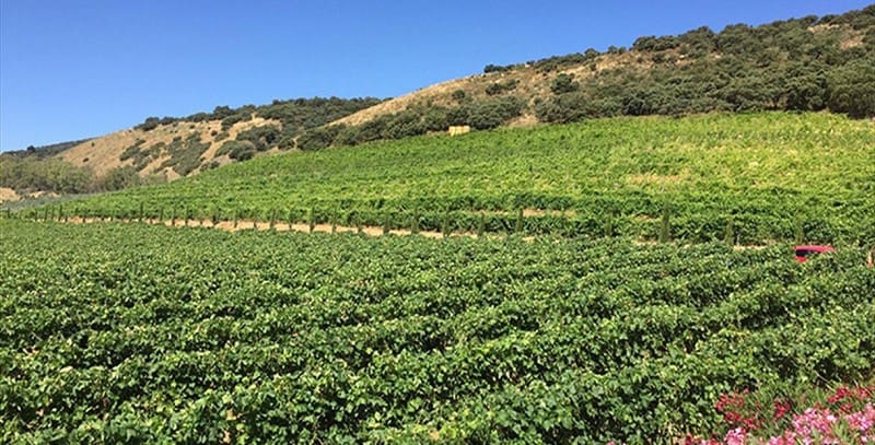 2 sypialnia Biznes na sprzedaż w Ronda - 1 600 000 € (Ref: 8523230)