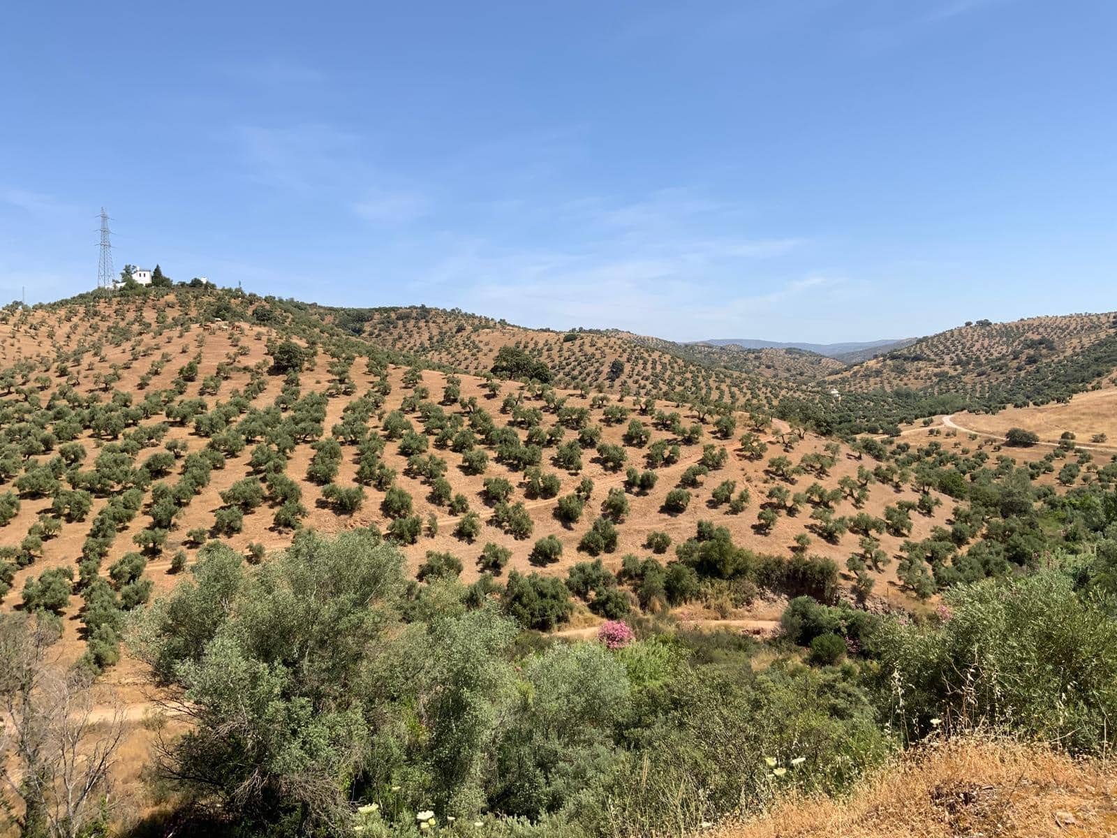 Finca/Landhuis te koop in Montoro - € 997.600 (Ref: 8609970)