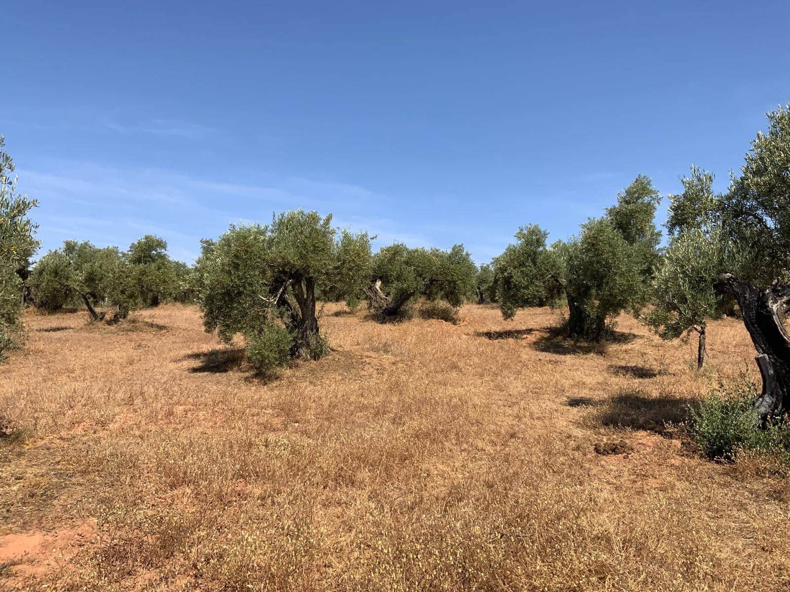 Finca/Landhuis te koop in Montoro - € 997.600 (Ref: 8609970)