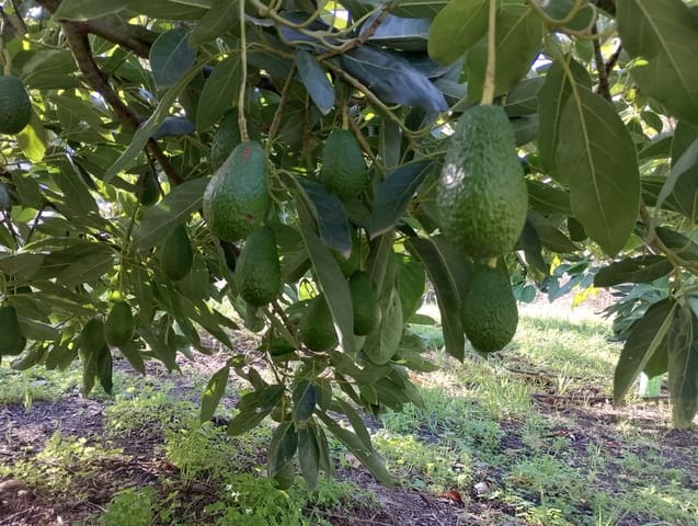 Undeveloped Land for sale in Júzcar - € 55,000 (Ref: 8814761)