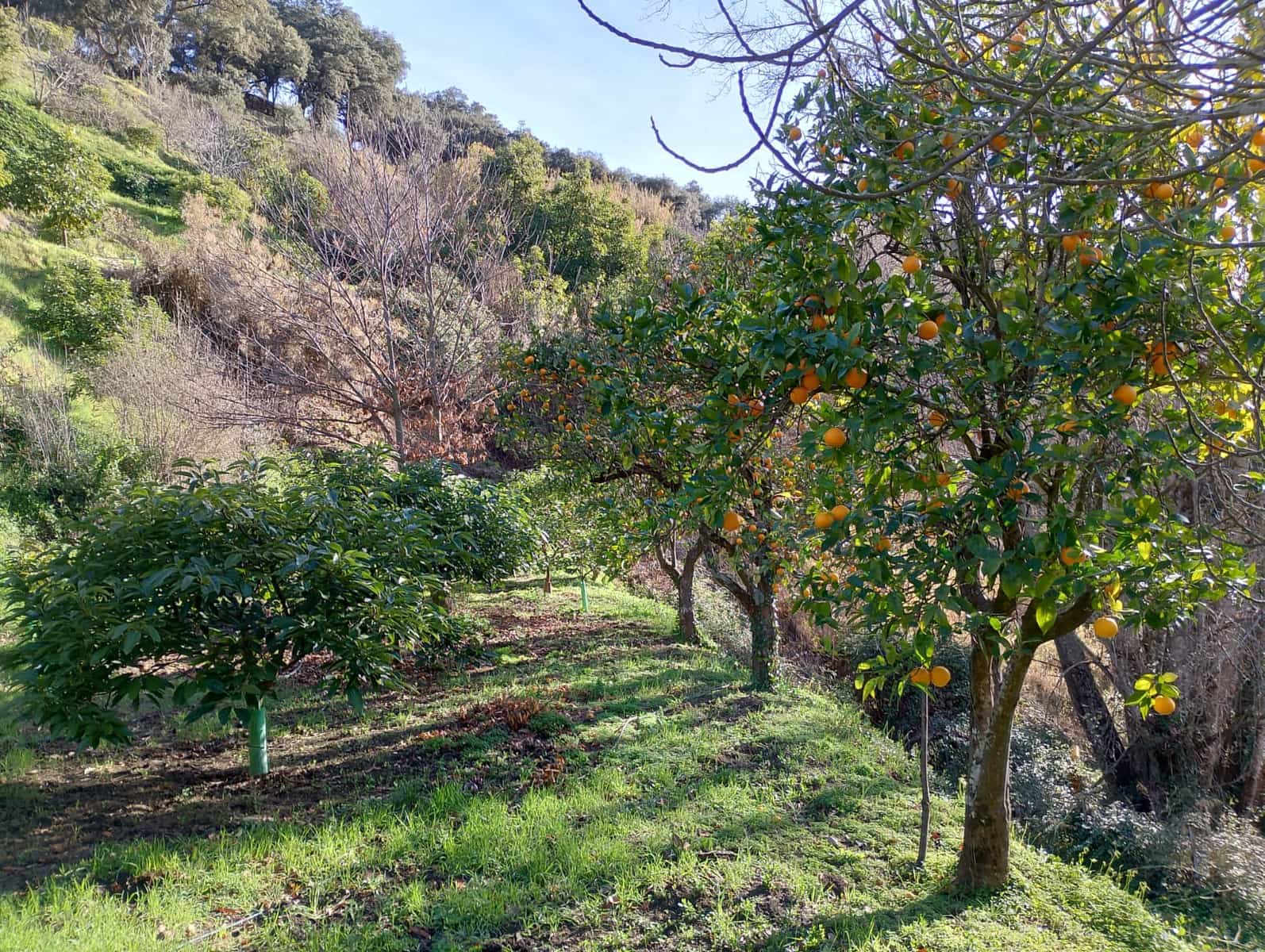 Grunde uden byggetilladelser til salg i Juzcar - € 55.000 (Ref: 8814761)