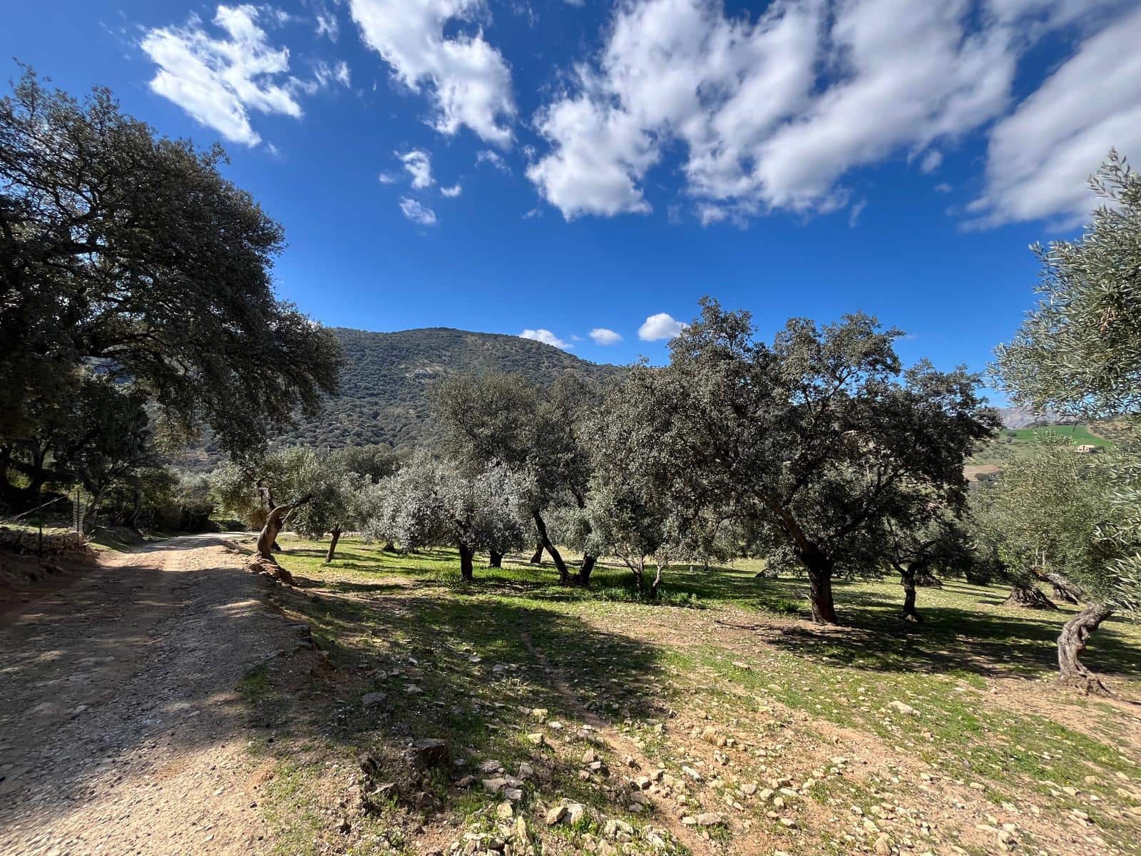 3 soveværelse Finca/Landehus til salg i Ronda - € 390.000 (Ref: 8880336)