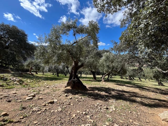 3 soveværelse Finca/Landehus til salg i Ronda - € 390.000 (Ref: 8880336)