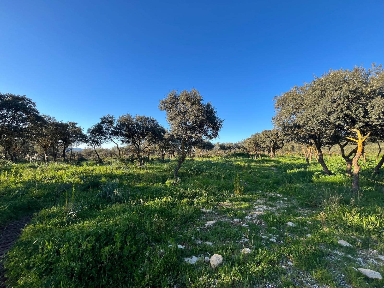 Grunde uden byggetilladelser til salg i Ronda - € 950.000 (Ref: 8927660)