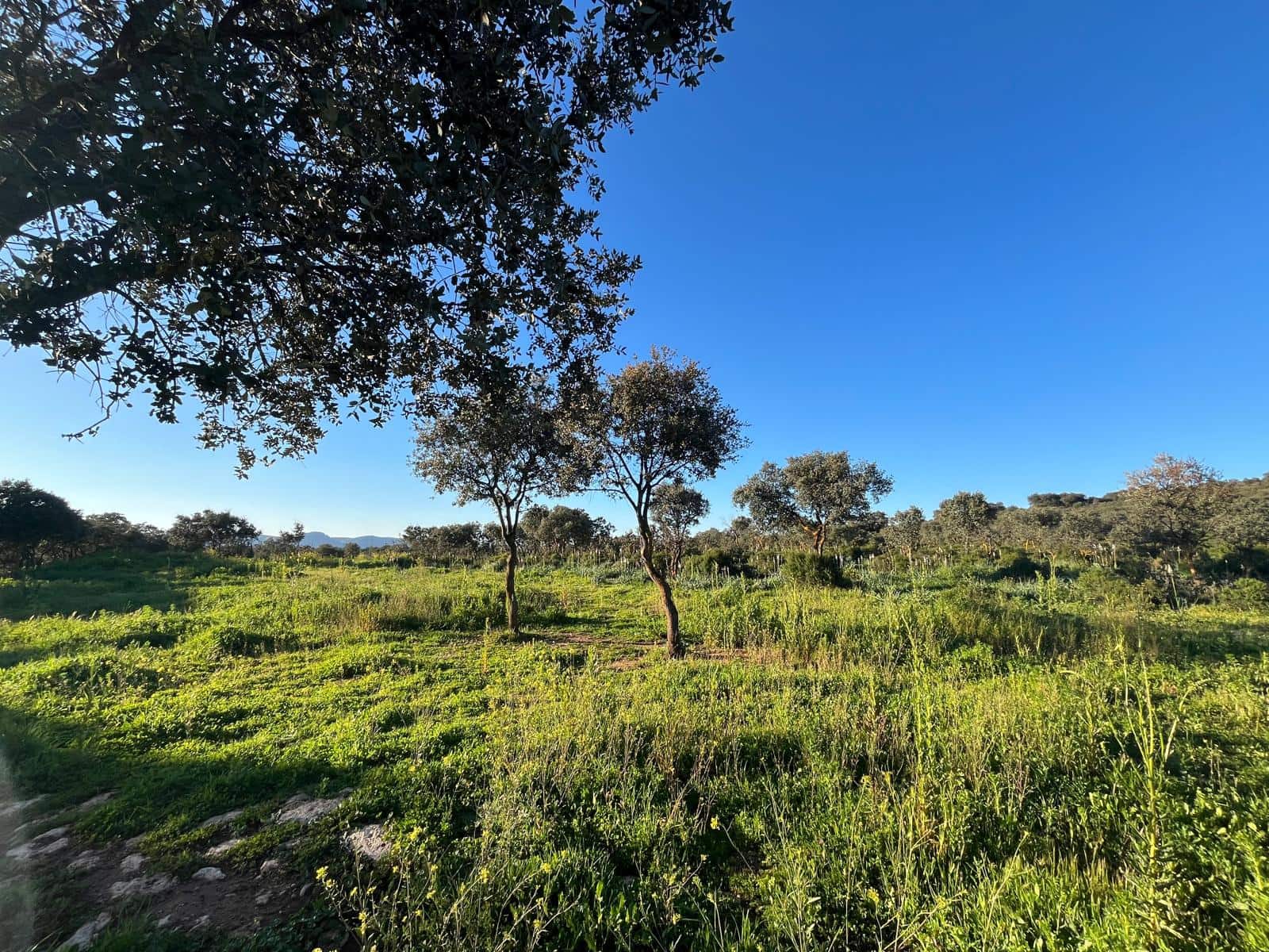 Grunde uden byggetilladelser til salg i Ronda - € 950.000 (Ref: 8927660)