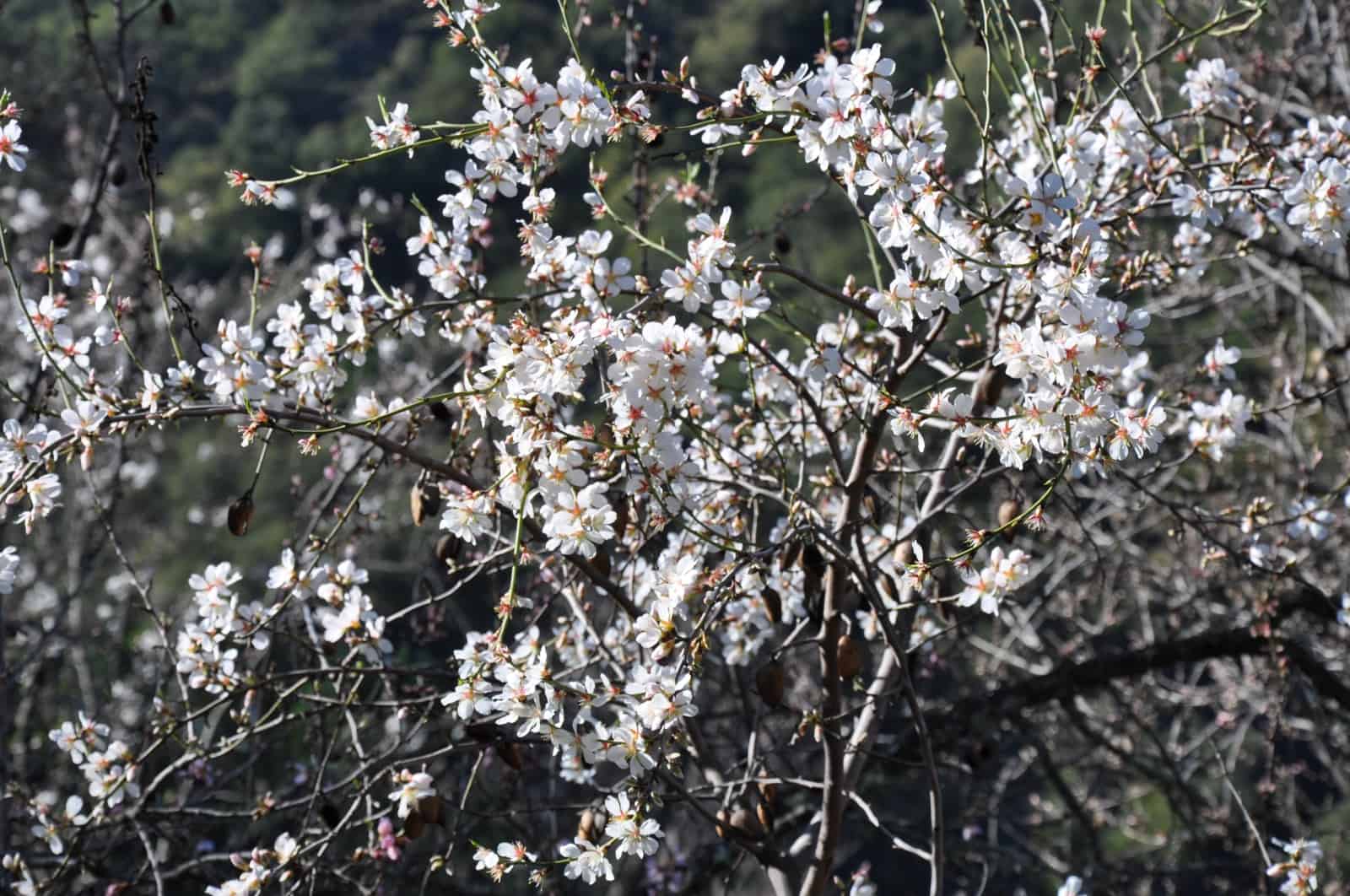 3 soverom Finca/Herregård til salgs i Jubrique - € 550 000 (Ref: 9261906)