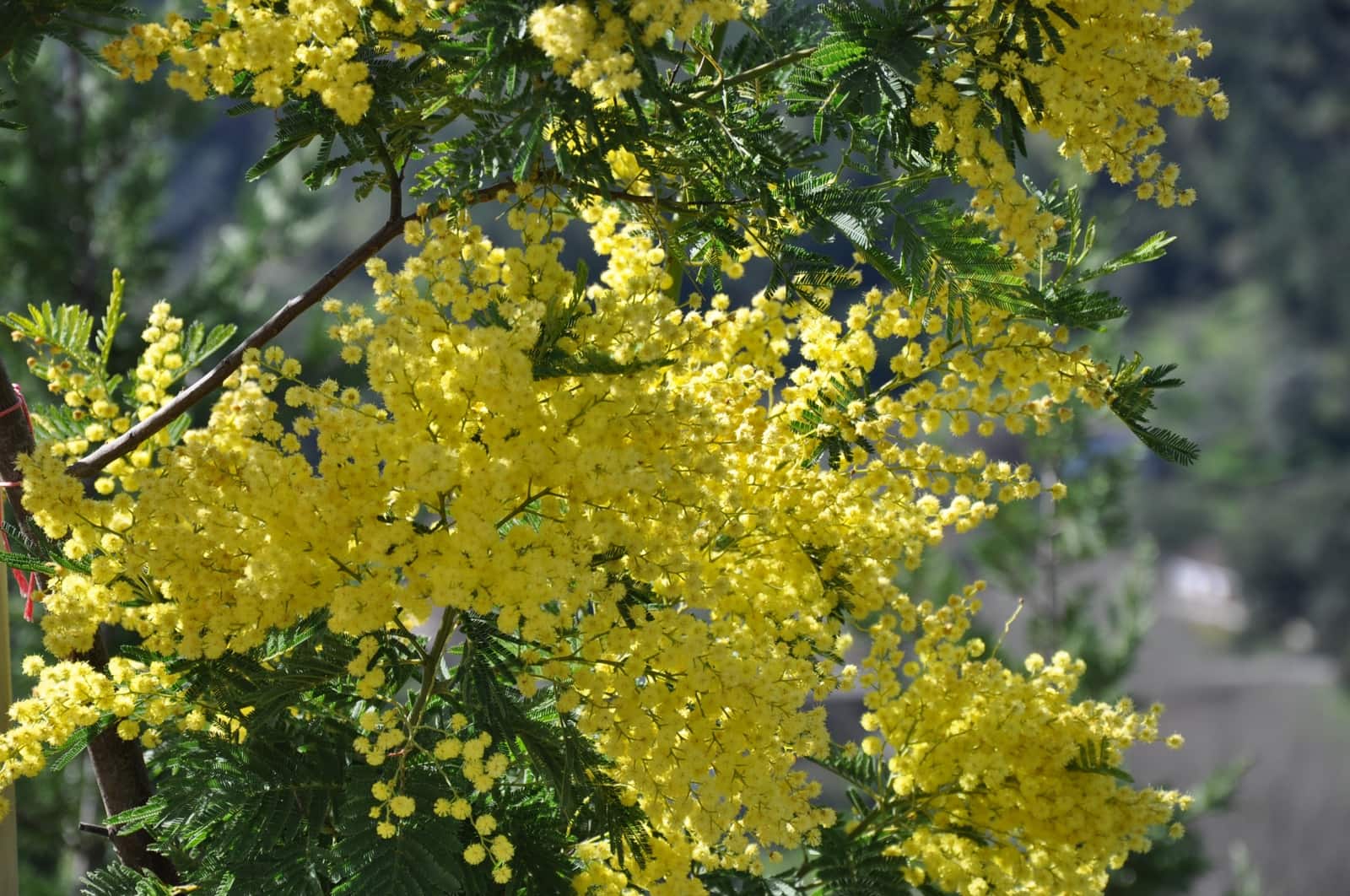 3 soverom Finca/Herregård til salgs i Jubrique - € 550 000 (Ref: 9261906)