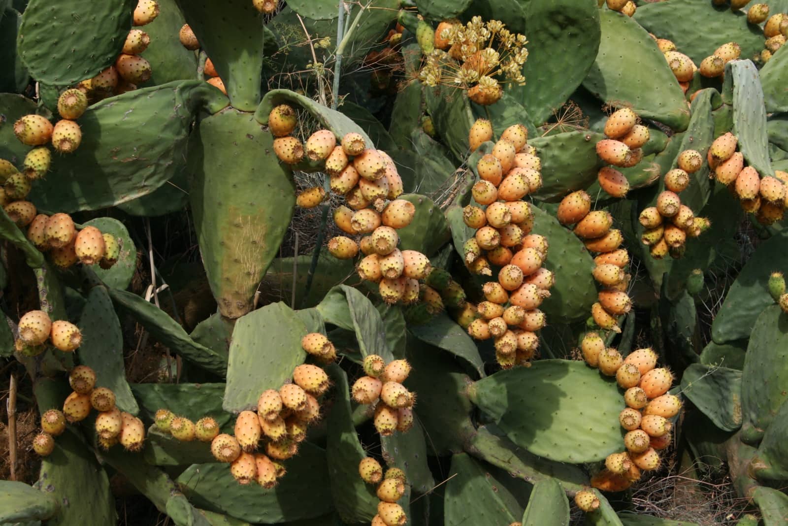 3 soverom Finca/Herregård til salgs i Jubrique - € 550 000 (Ref: 9261906)