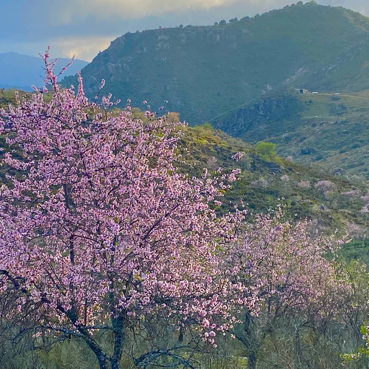 3 sovrum Hus till salu i Juzcar - 100 000 € (Ref: 9404577)