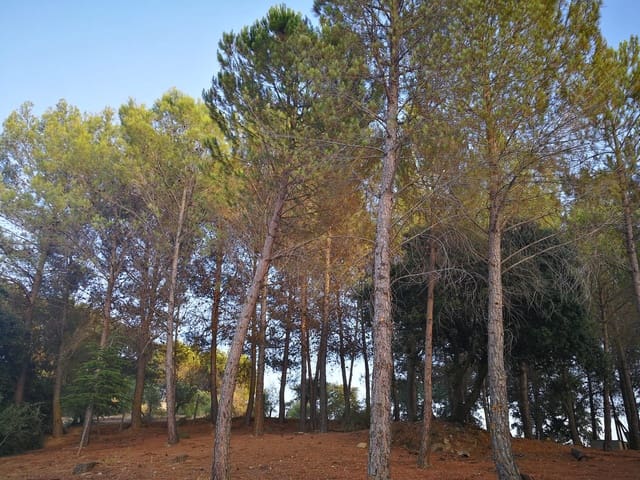 3 quarto Quinta/Casa Rural para venda em Ronda com piscina - 525 000 € (Ref: 9758177)