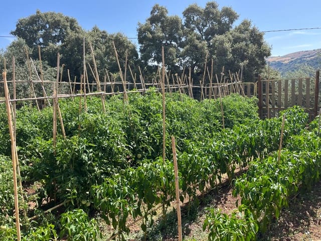 Finca/Casa di Campagna in vendita in Benaoján - 138.000 € (Rif: 9964400)
