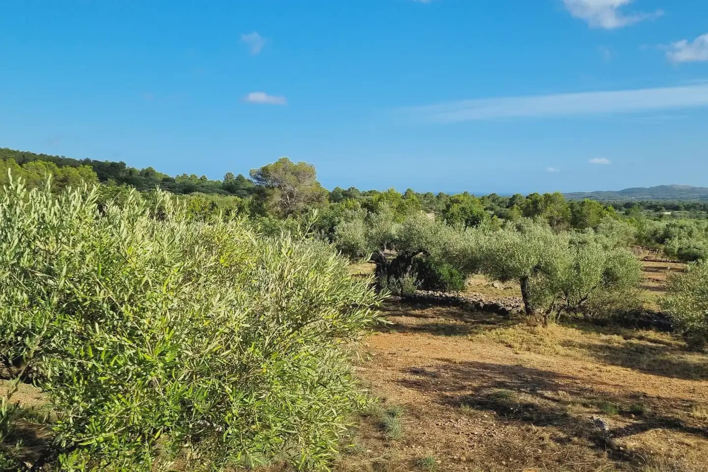 5 soveværelse Finca/Landehus til salg i L'Ametlla de Mar med swimmingpool - € 470.000 (Ref: 9950312)
