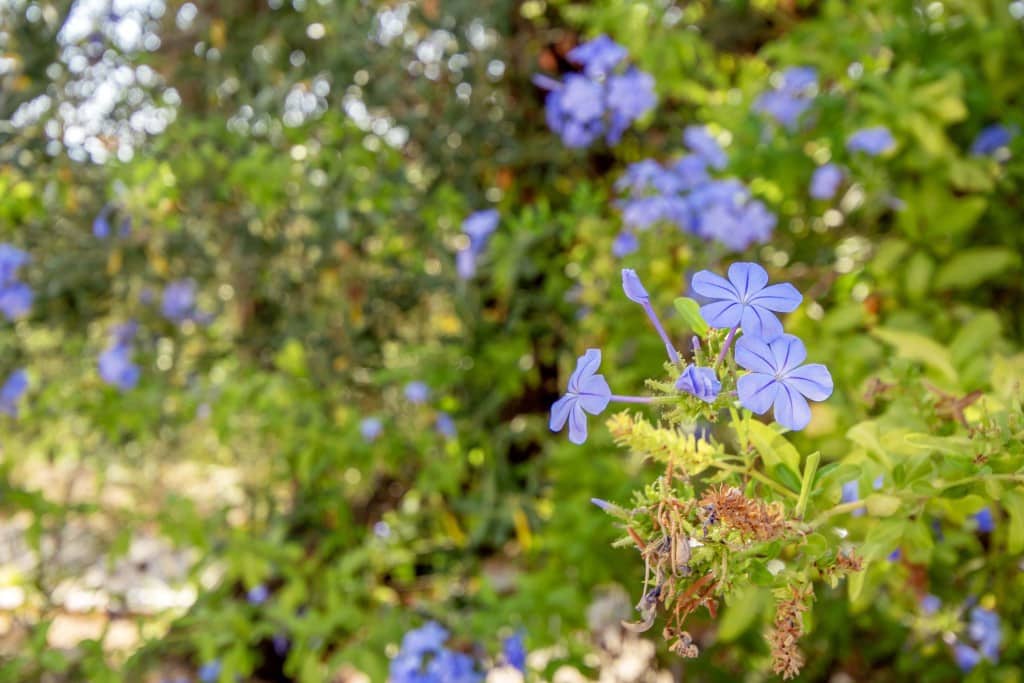 4 soveværelse Finca/Landehus til salg i Comares med swimmingpool garage - € 349.000 (Ref: 9183334)