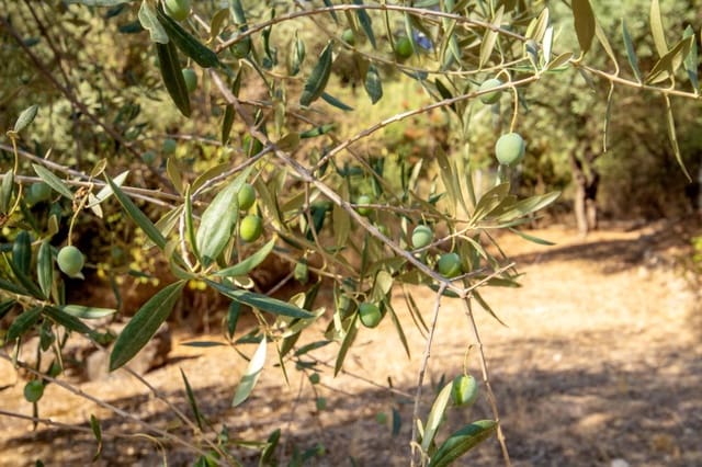 4 soverom Finca/Herregård til salgs i Comares med svømmebasseng garasje - € 349 000 (Ref: 9183334)