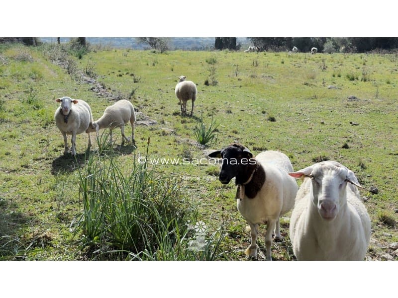 Grunde uden byggetilladelser til salg i Arta - € 380.000 (Ref: 8839324)