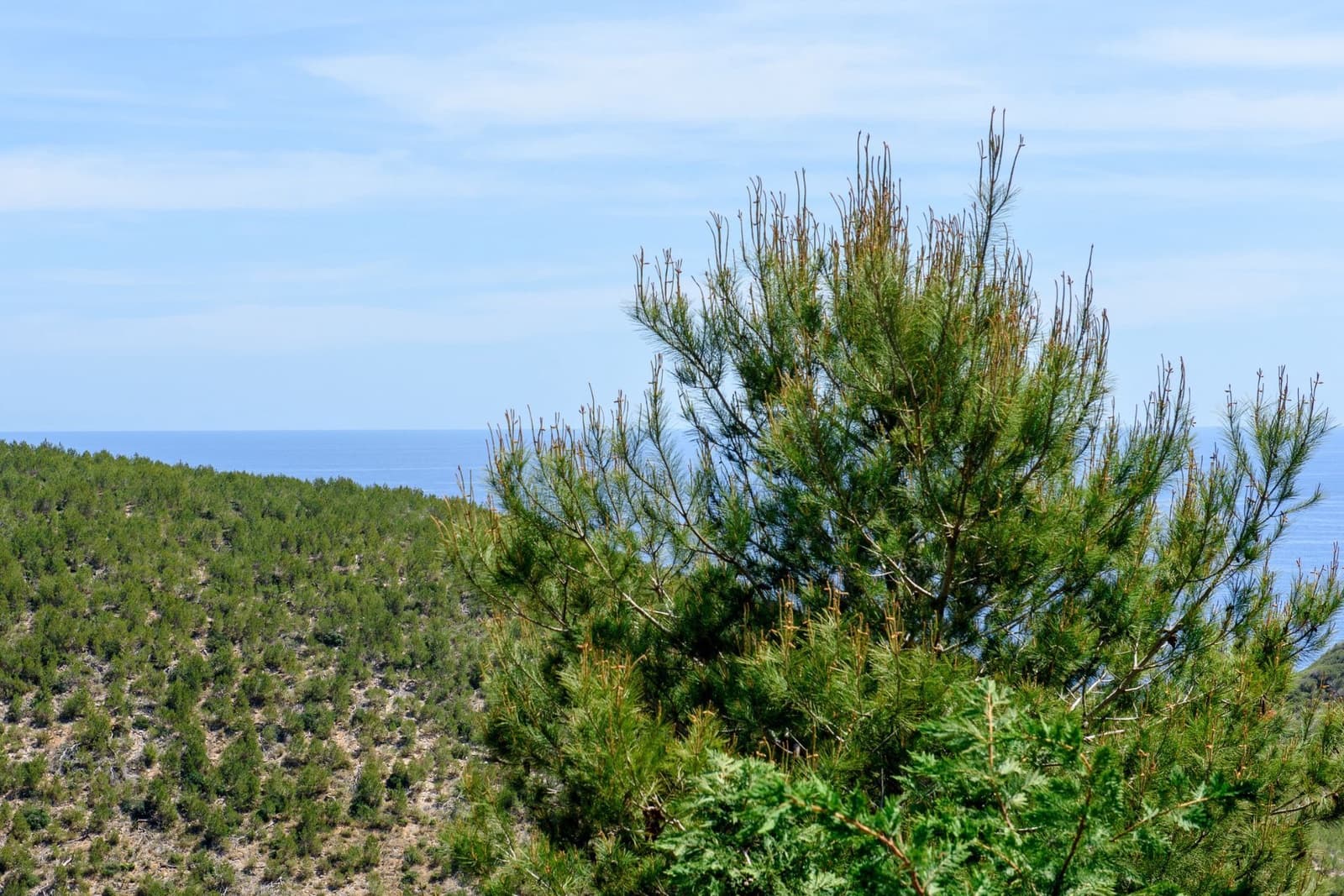 5 sovrum Villa till salu i Roca Llisa - 5 900 000 € (Ref: 8174003)