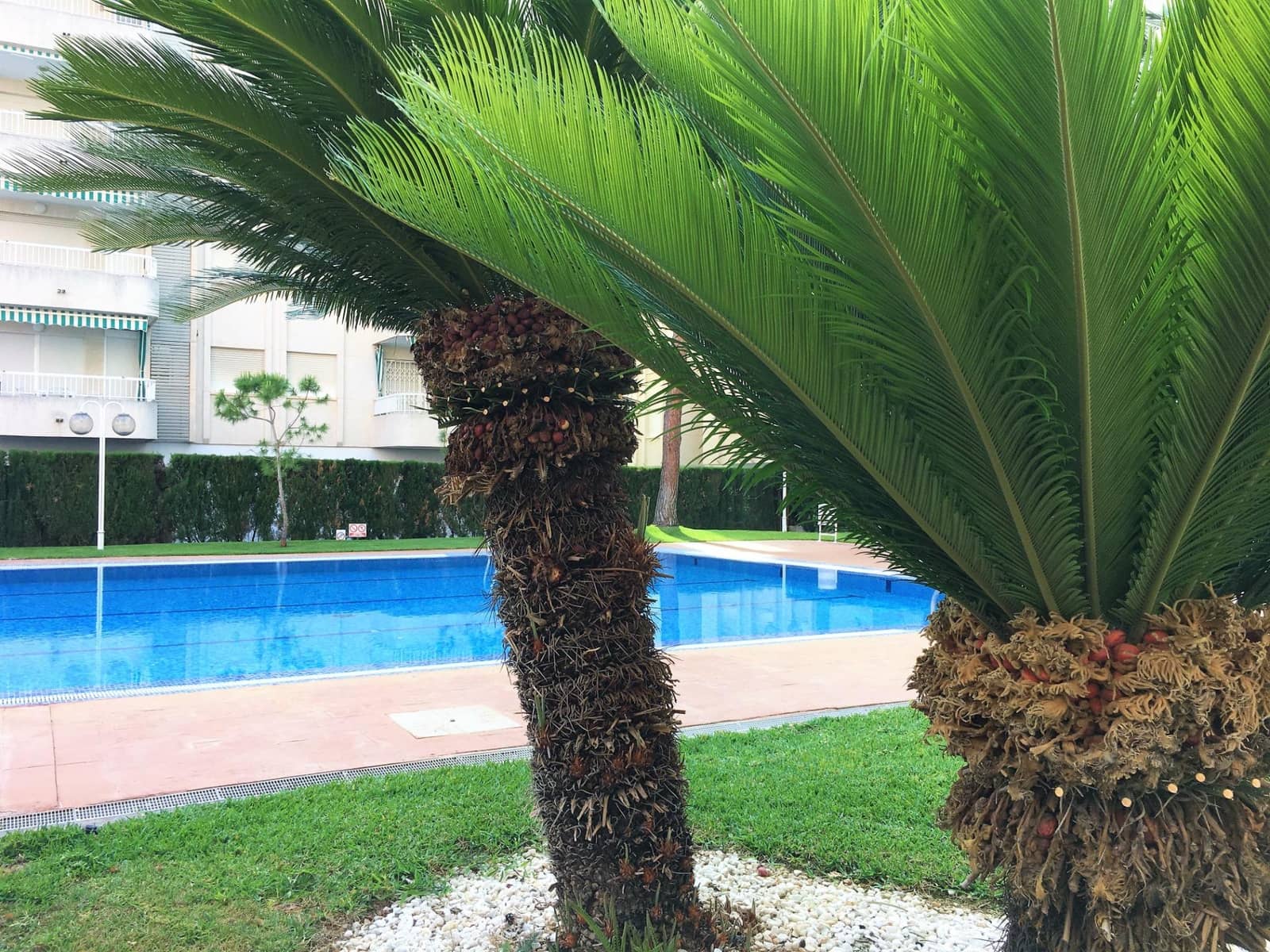 2 soverom Leilighet til leie i Gandia med svømmebasseng - € 3 200 (Ref: 8935140)