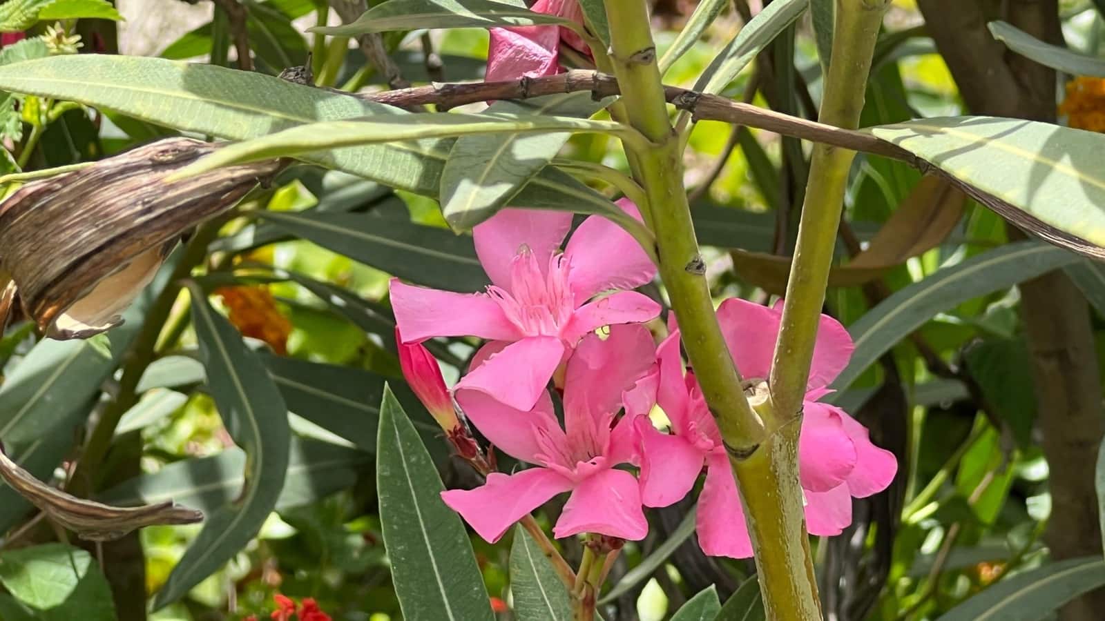 3 Zimmer Finca/Landgut zu verkaufen in Almogia mit Pool - 259.000 € (Ref: 3596063)