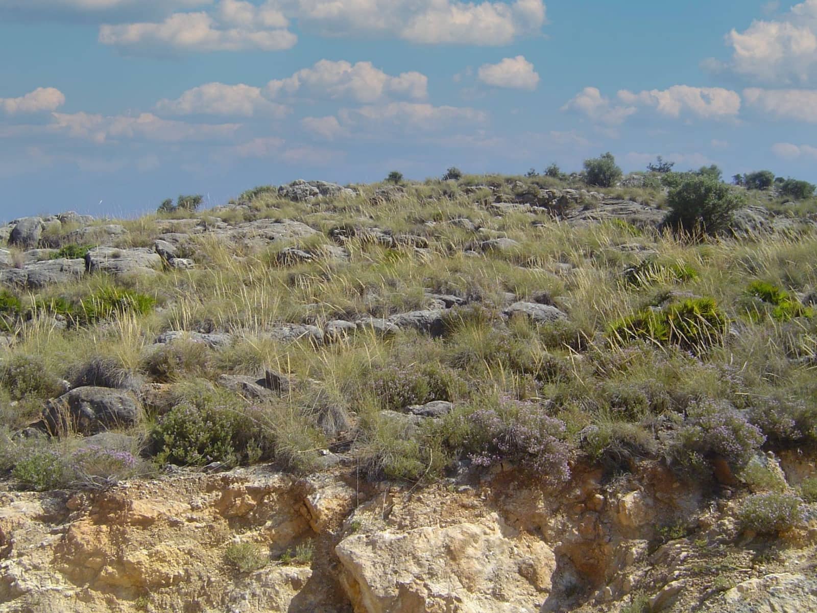 Grunde uden byggetilladelser til salg i Coin - € 125.000 (Ref: 3740142)