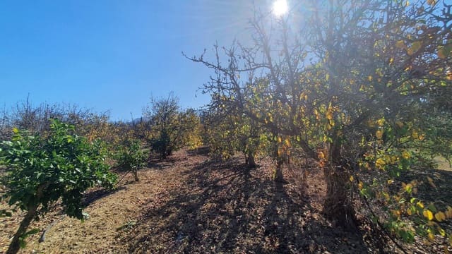 Undeveloped Land for sale in Alhaurín el Grande - € 185,000 (Ref: 7935472)