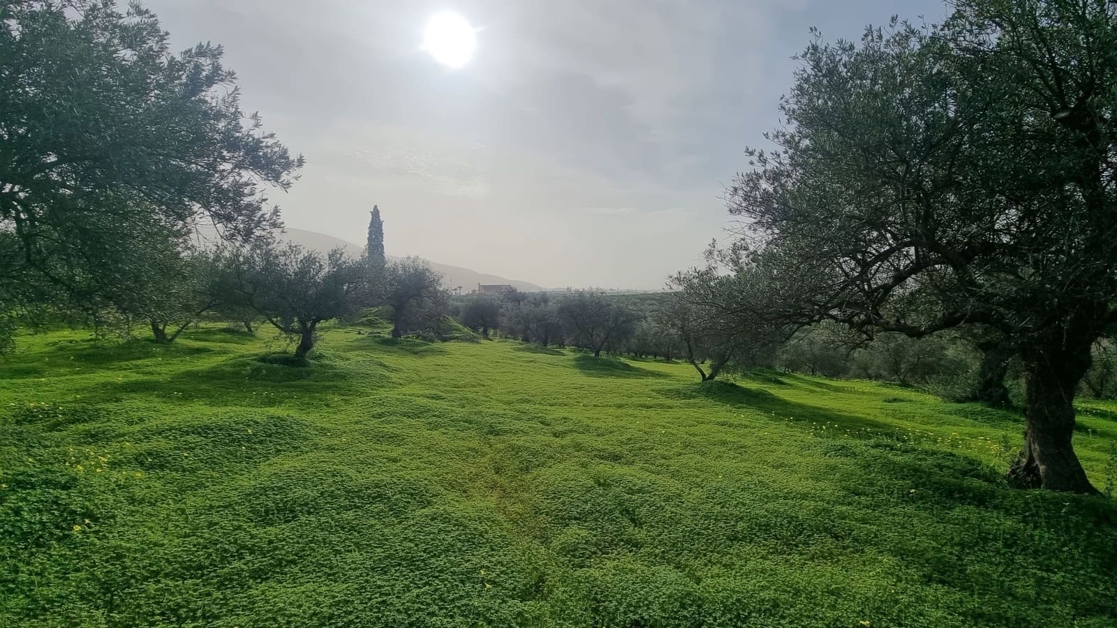 Grond te koop in Alhaurin el Grande - € 235.000 (Ref: 8703329)