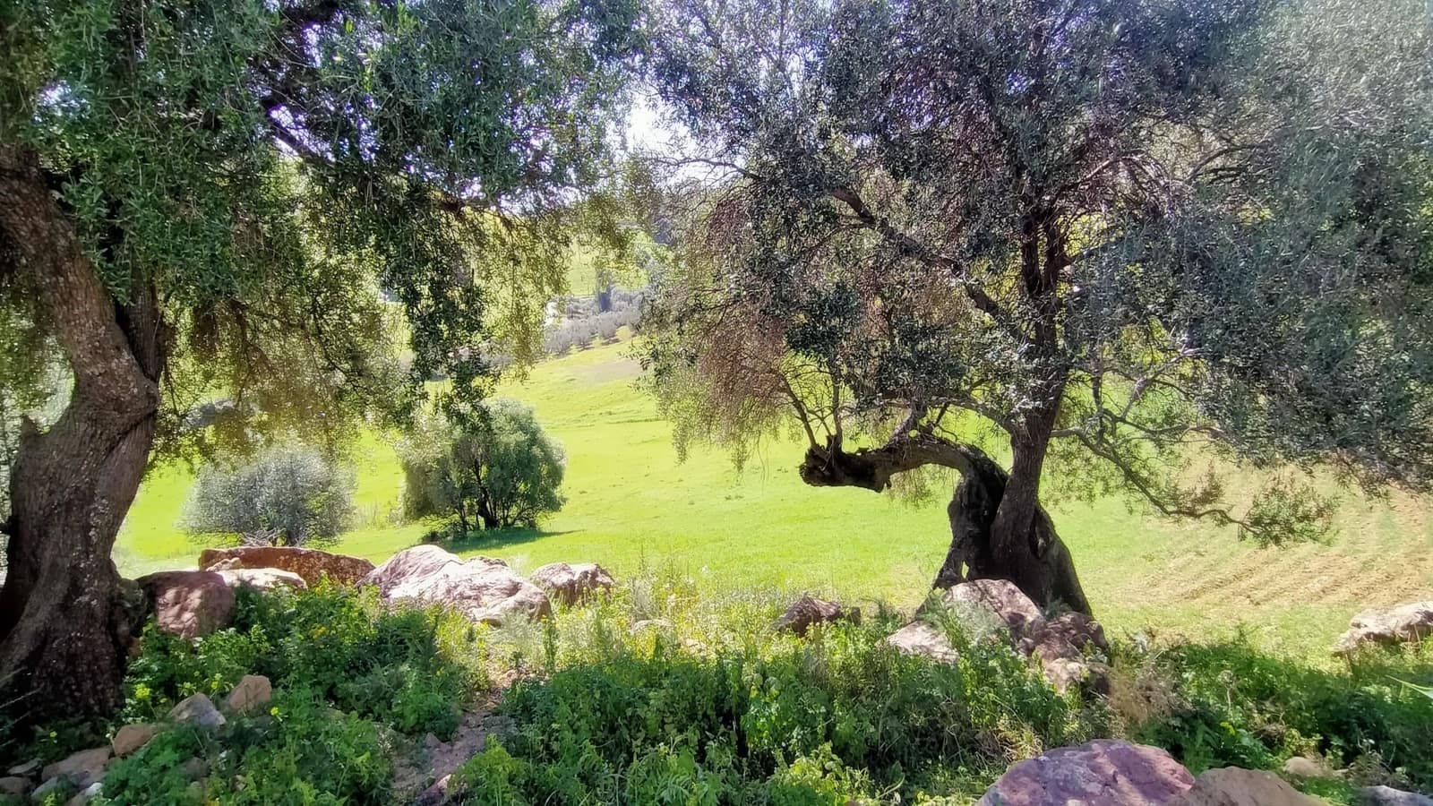 2 slaapkamer Finca/Landhuis te koop in Casarabonela - € 320.000 (Ref: 8868847)