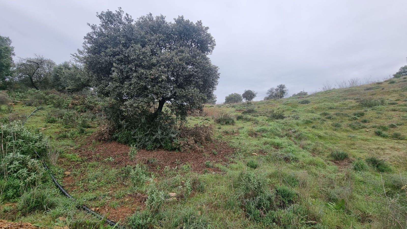 Grunde uden byggetilladelser til salg i Coin - € 160.000 (Ref: 8920942)