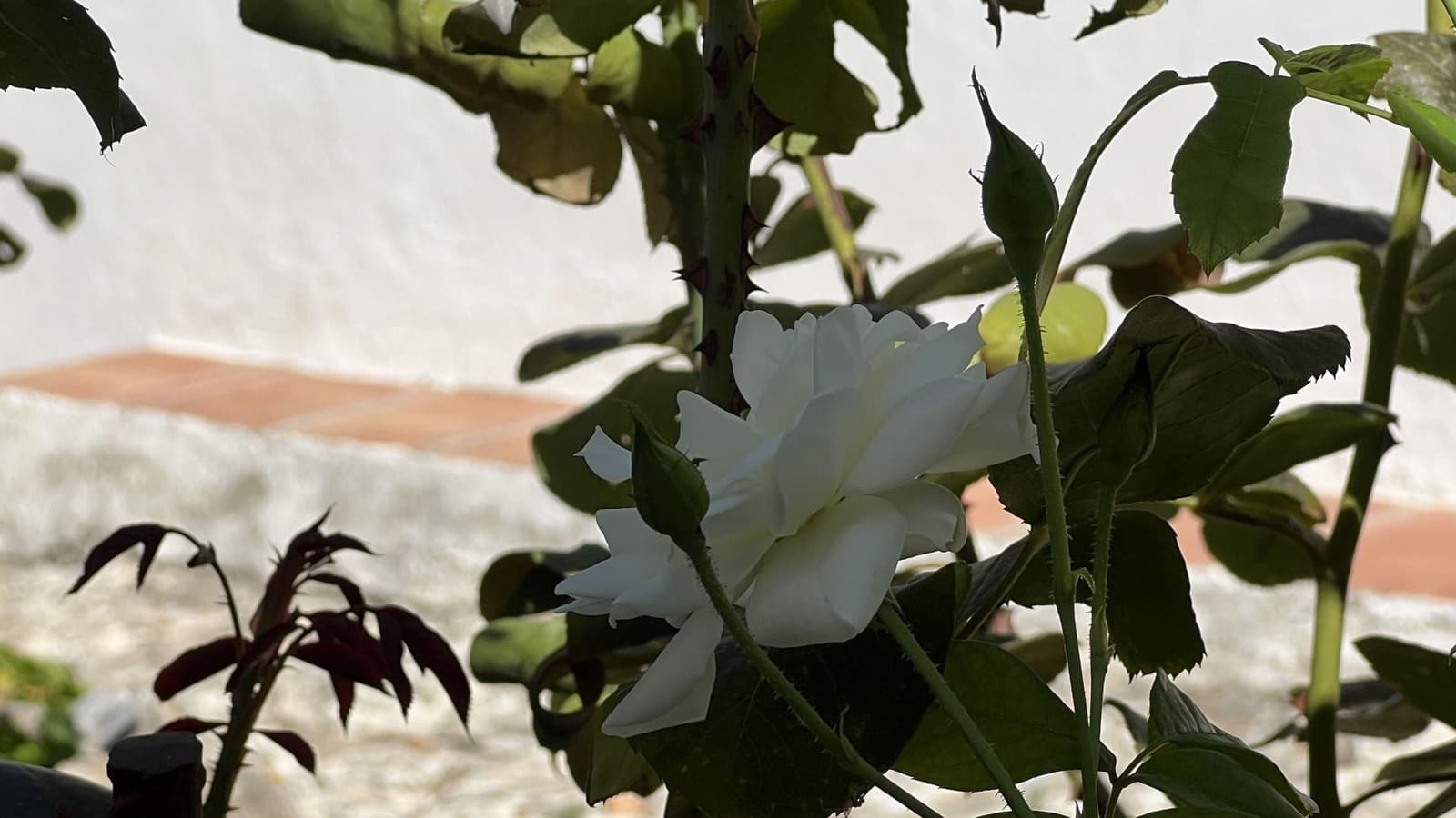 5 slaapkamer Finca/Landhuis te koop in Alhaurin el Grande met zwembad - € 795.000 (Ref: 9439049)