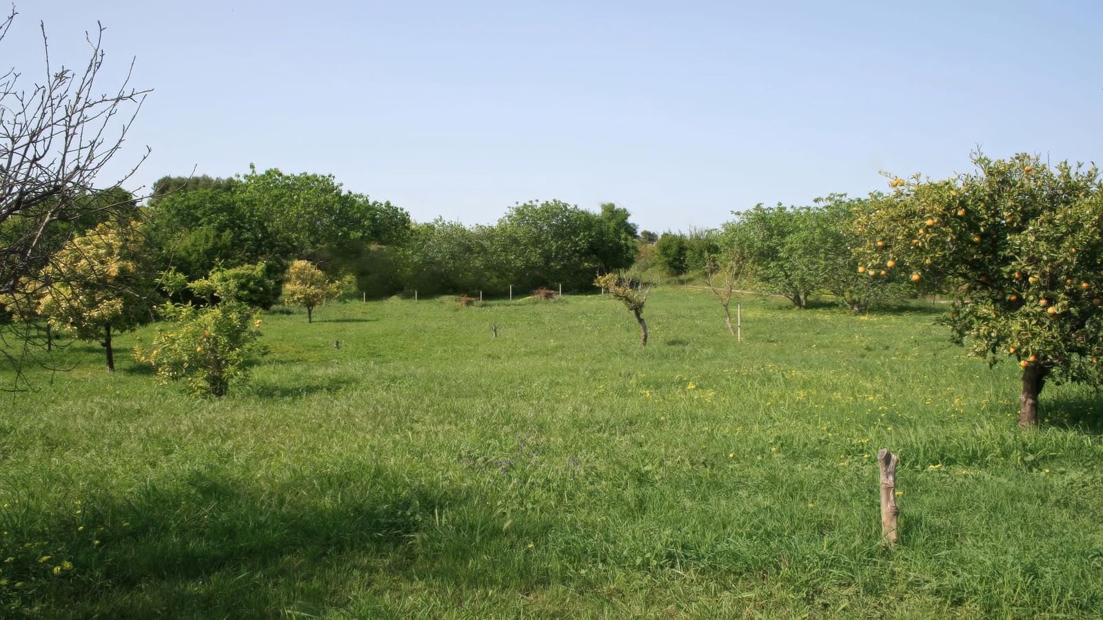 3 chambre Finca/Maison de Campagne à vendre à Alhaurin el Grande avec piscine - 475 000 € (Ref: 9697942)