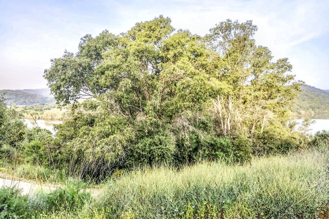 Finca/Maison de Campagne à vendre à Sanlucar de Guadiana - 380 000 € (Ref: 6580997)