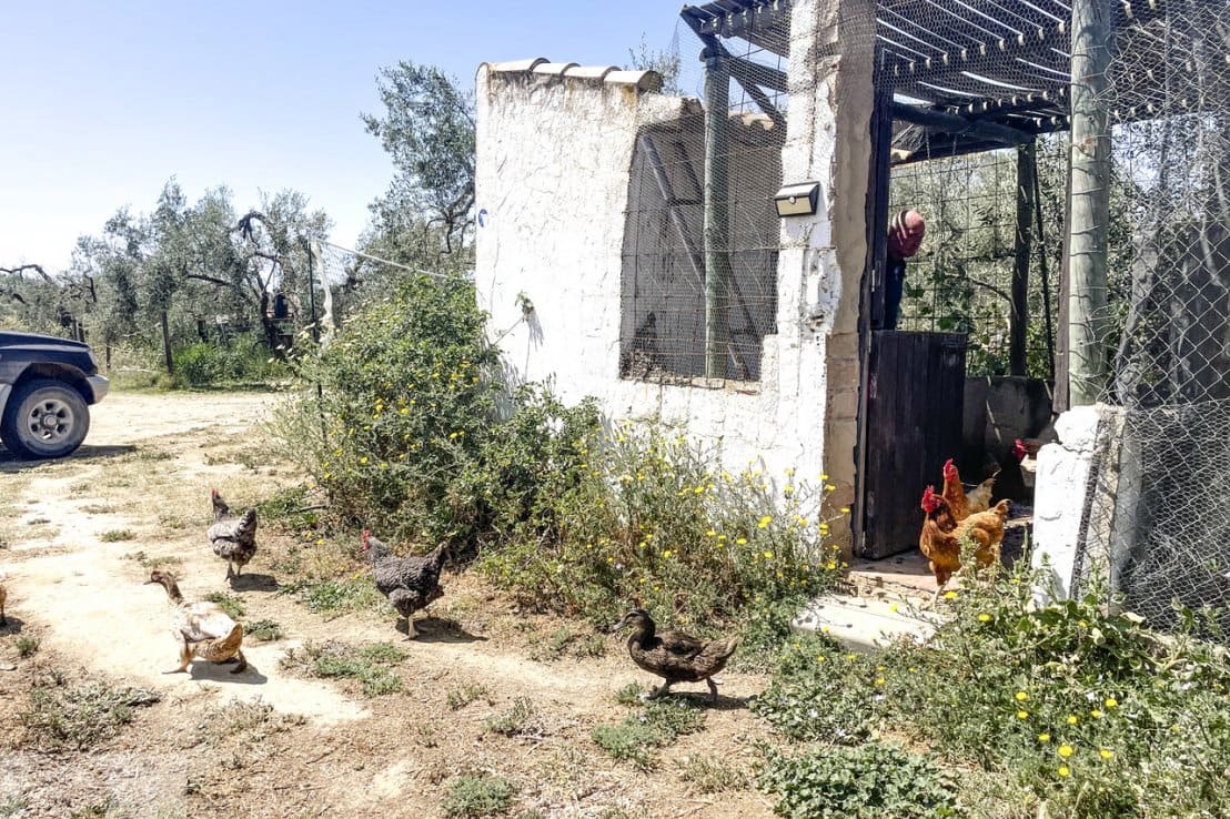 4 chambre Finca/Maison de Campagne à vendre à Almonte avec piscine - 390 000 € (Ref: 7590860)