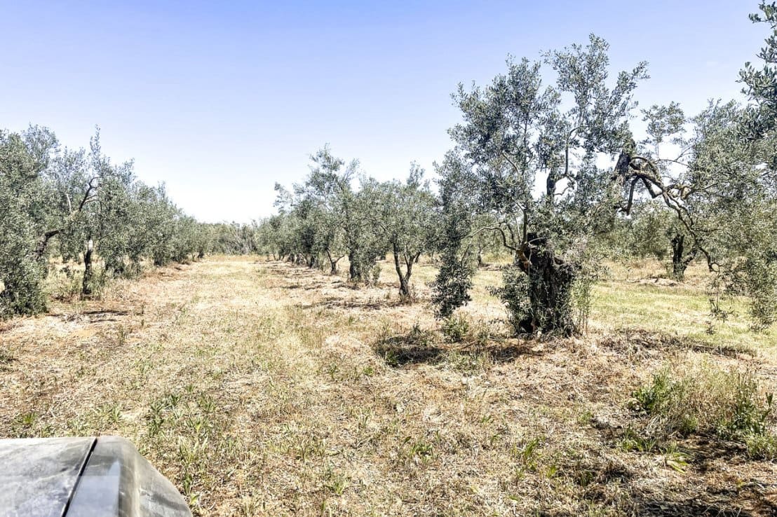 4 chambre Finca/Maison de Campagne à vendre à Almonte avec piscine - 390 000 € (Ref: 7590860)